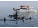 【北海道・知床】大自然の海でクジラやイルカに出会える。未体験のクルージングの旅への様子