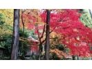【京都・ガイドツアー】秋の紅葉ミステリーツアー(2時間半)の様子