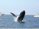 ※全額返金制度あり※【那覇発】冬季限定ホエールウォッチング!高速船でクジラに会いに行くツアーの様子
