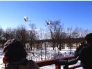 【北海道・釧路湿原】特別天然記念物 タンチョウに逢う!(半日コース)の様子