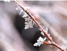 ノンノの森