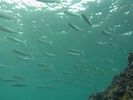 【千葉県・勝浦市 ダイビング】体験コース 勝浦の海であなたもダイバーデビュー!の様子