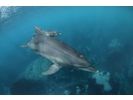 【東京・利島】利島でイルカと泳ぐ、ドルフィンスイムを楽しもう!の様子