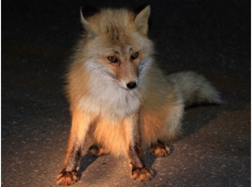 知床ネイチャーオフィス(Shiretoko Nature Office)