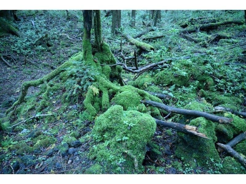 lush trees,lushforest a big adventure in fuji's trees!