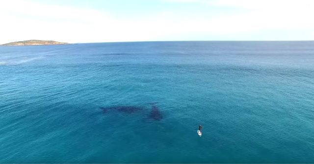 『SUP(スタンドアップパドル)』×2頭のクジラ