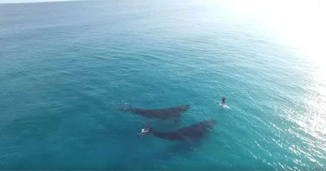 『SUP(スタンドアップパドル)』×2頭のクジラ