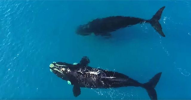 『SUP(スタンドアップパドル)』×2頭のクジラ