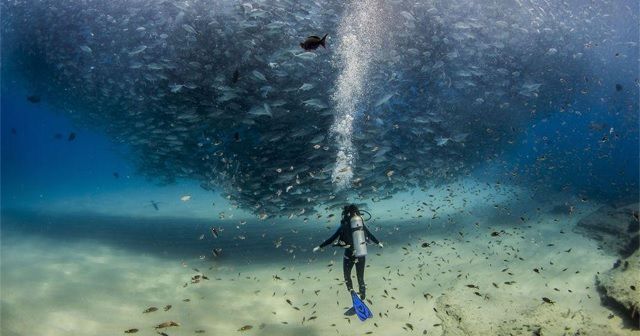 フォトグラファー「Jeff Hester」が写したメキシコでの圧巻の海中。