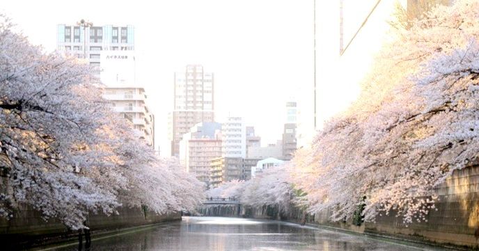 2016年3月25日(金)から目黒川『お花見CHANDONクルーズ』がスタート!!