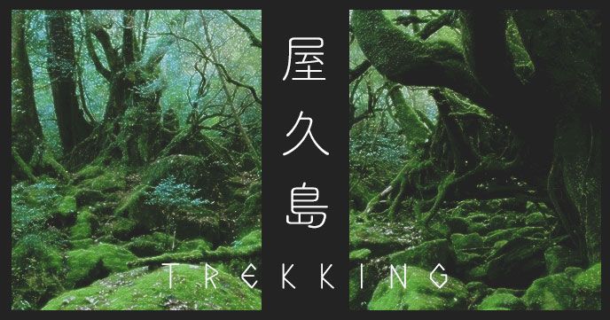 屋久島を満喫できるおすすめトレッキングツアー
