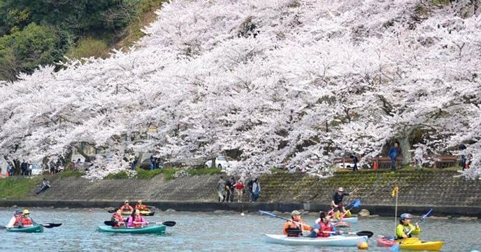 20170303_ajpush_biwako_hanami