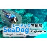 Sea Dog Ishigakijima