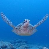 マッサダイビングクラブ