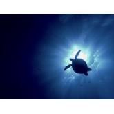 トムソーヤマリンショップ(TOM Sawyer Marine Shop)