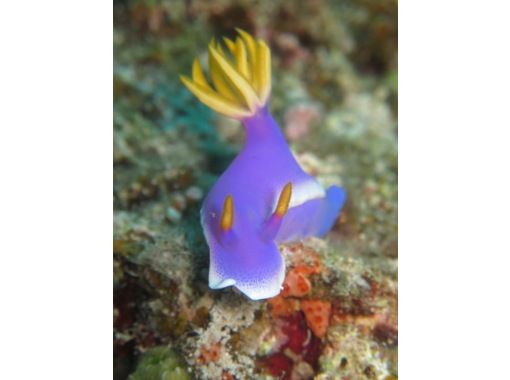 沖縄ダイビングサービス あいる・ぷまんどぅ のギャラリー