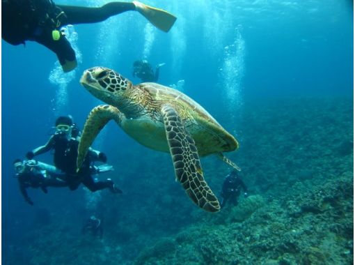 沖縄ダイビングサービス あいる・ぷまんどぅ のギャラリー