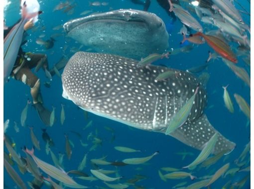 沖縄ダイビングサービス あいる・ぷまんどぅ のギャラリー