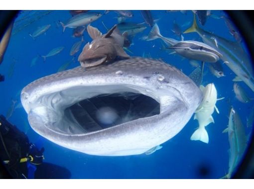 沖縄ダイビングサービス あいる・ぷまんどぅ のギャラリー