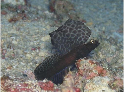 沖縄ダイビングサービス あいる・ぷまんどぅ のギャラリー