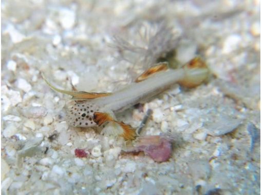 沖縄ダイビングサービス あいる・ぷまんどぅ のギャラリー