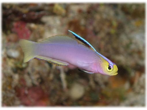 沖縄ダイビングサービス あいる・ぷまんどぅ のギャラリー