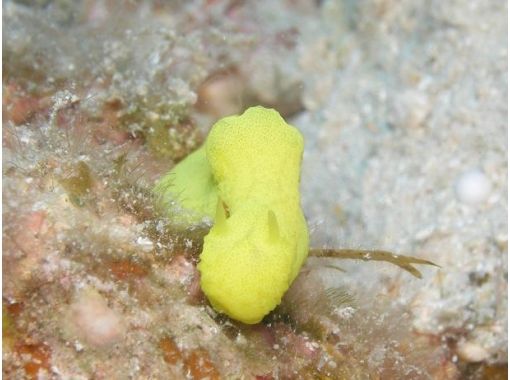 沖縄ダイビングサービス あいる・ぷまんどぅ のギャラリー