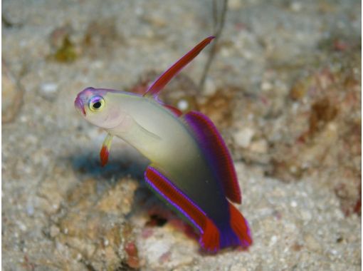 沖縄ダイビングサービス あいる・ぷまんどぅ のギャラリー