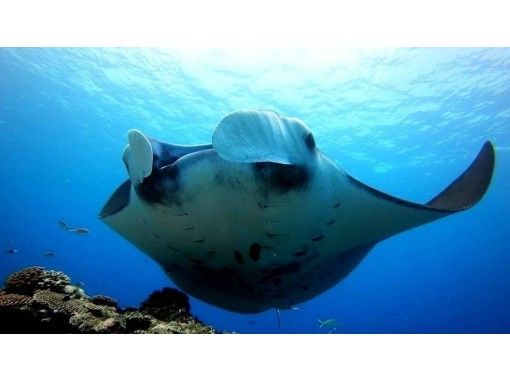 石垣島ツアーガイドAll Blue(オールブルー) のギャラリー