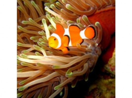 石垣島ツアーガイドAll Blue(オールブルー) のギャラリー