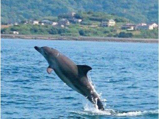 天草観光イルカウォッチング ドルフィンクルーズ Reservations・Access