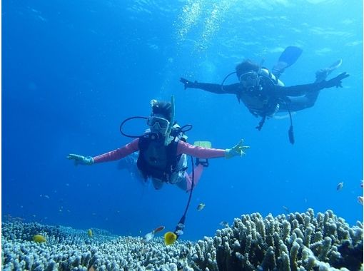 シージャック石垣島(SeaJack divefamily) のギャラリー