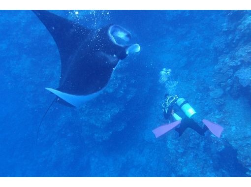 シージャック石垣島 Seajack Divefamily の予約 アクセス 営業時間 アクティビティジャパン