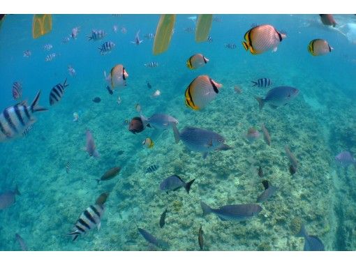 武藤潜水 のギャラリー