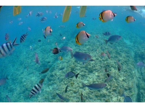 武藤潜水 のギャラリー