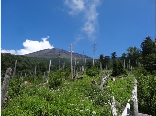 富士山ネイチャーツアーズ(Nature Tours) のギャラリー