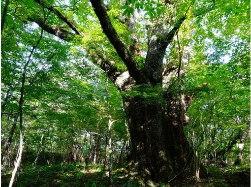 富士山ネイチャーツアーズ(Nature Tours) のギャラリー