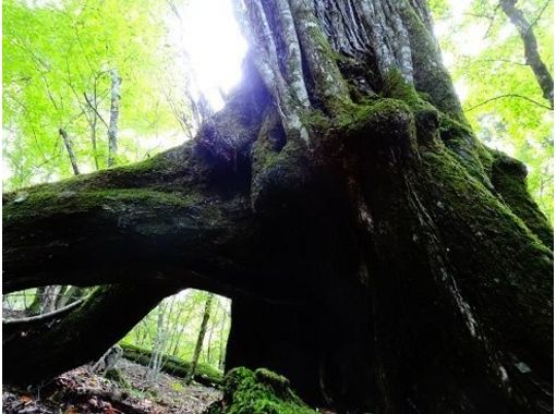 富士山ネイチャーツアーズ(Nature Tours) のギャラリー