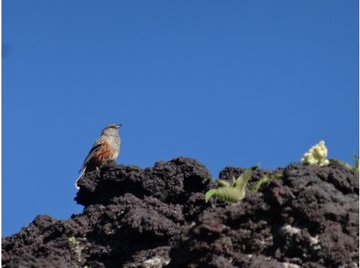 富士山ネイチャーツアーズ(Nature Tours) のギャラリー