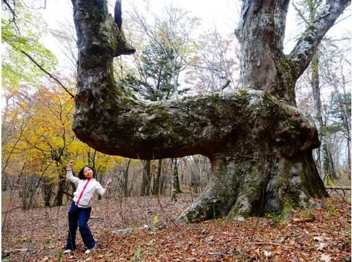 富士山ネイチャーツアーズ(Nature Tours) のギャラリー