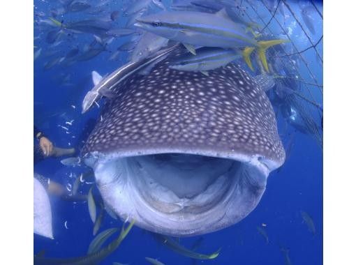 Simple marine service(シンプルマリンサービス) のギャラリー