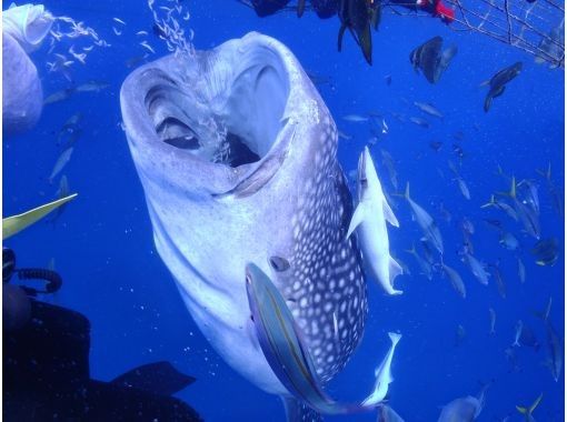 Simple marine service(シンプルマリンサービス) のギャラリー