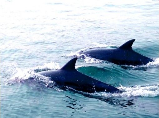 Kagoshima / Kagoshima City Dolphin Watching