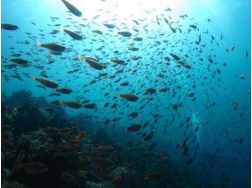 だいびんぐしょっぷ海家(うみや) のギャラリー