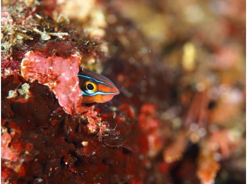 だいびんぐしょっぷ海家(うみや) のギャラリー