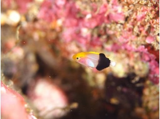 だいびんぐしょっぷ海家(うみや) のギャラリー