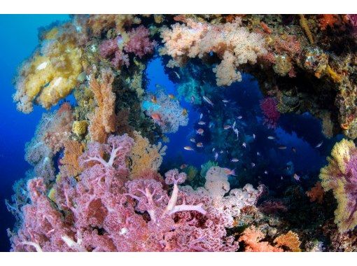 だいびんぐしょっぷ海家(うみや) のギャラリー