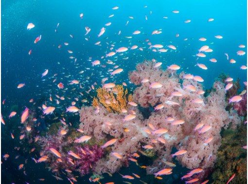 だいびんぐしょっぷ海家(うみや) のギャラリー