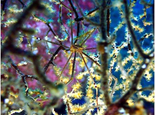 だいびんぐしょっぷ海家(うみや) のギャラリー