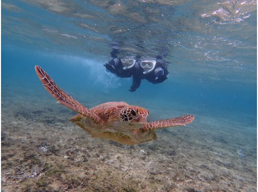 シュノーケリング・SUP専門店【シートラベラー(Sea traveler)】 のギャラリー